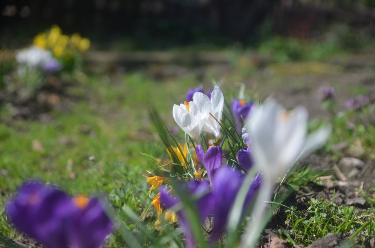 bauerngarten (6)