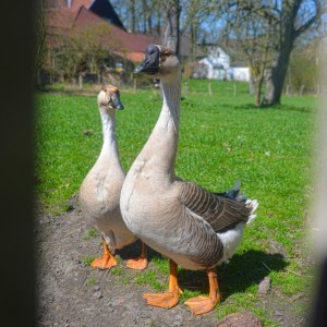 enten und gänse (2)