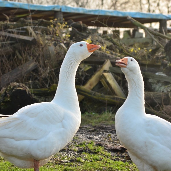 enten und gänse (3)