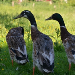 enten und gänse (5)