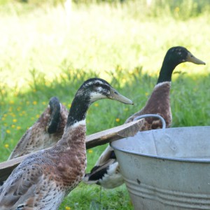 enten und gänse (6)