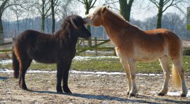 ponys (1)